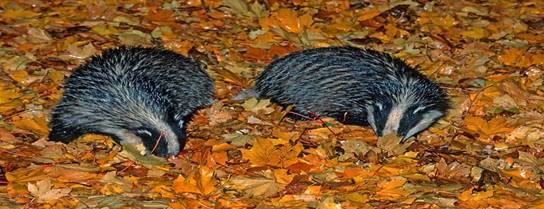 Stormont Estate - Badgers