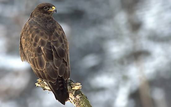 Stormont Estate - Birds, Buzzard