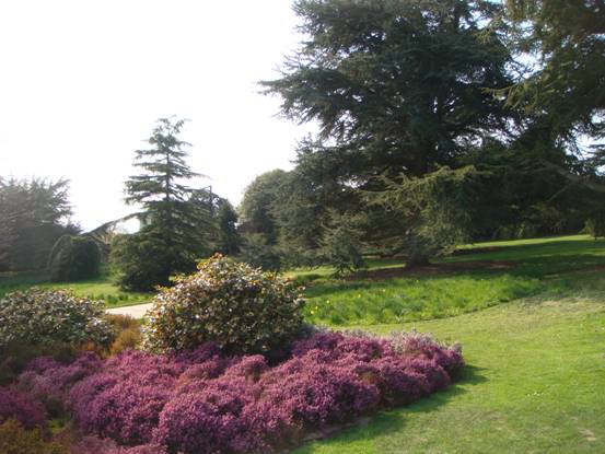 Flower beds in Stormont Estate