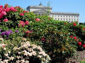 Stormont Estate - Rose Bushes