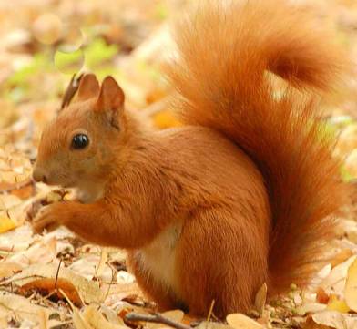 Red Squirrel in the Stormont Estate