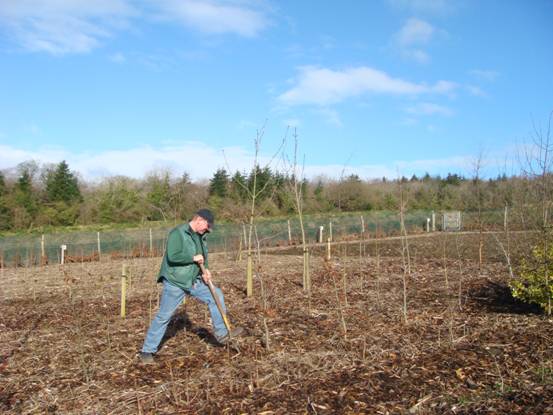 Stormont Estate - Tree Nursery