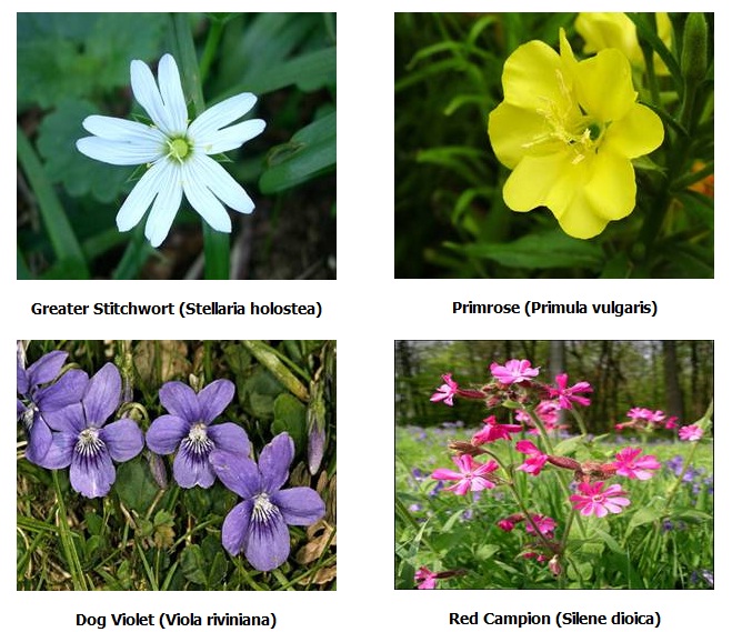 Stormont Estate - Wildflowers