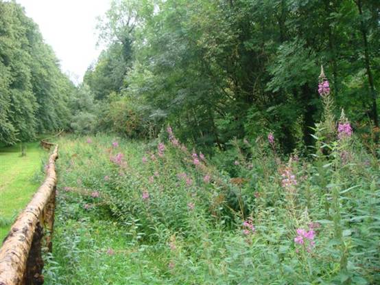 Stormont Estate - Woodland Area