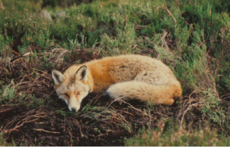 Fox Picture