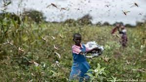 Locust swarms in east Africa in 2020. A young girl in a field is completely surrounded by a swarm of locusts. The locusts cause massive destruction to surrounding areas.