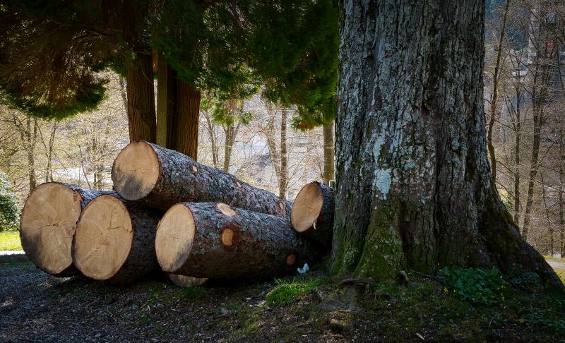 image shows trees that have been cut down for timber and greenery and a forest in the background 