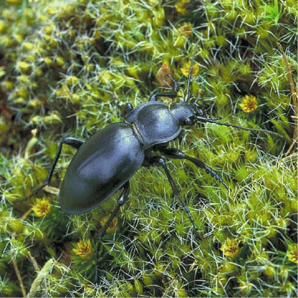 Carabus glabratus